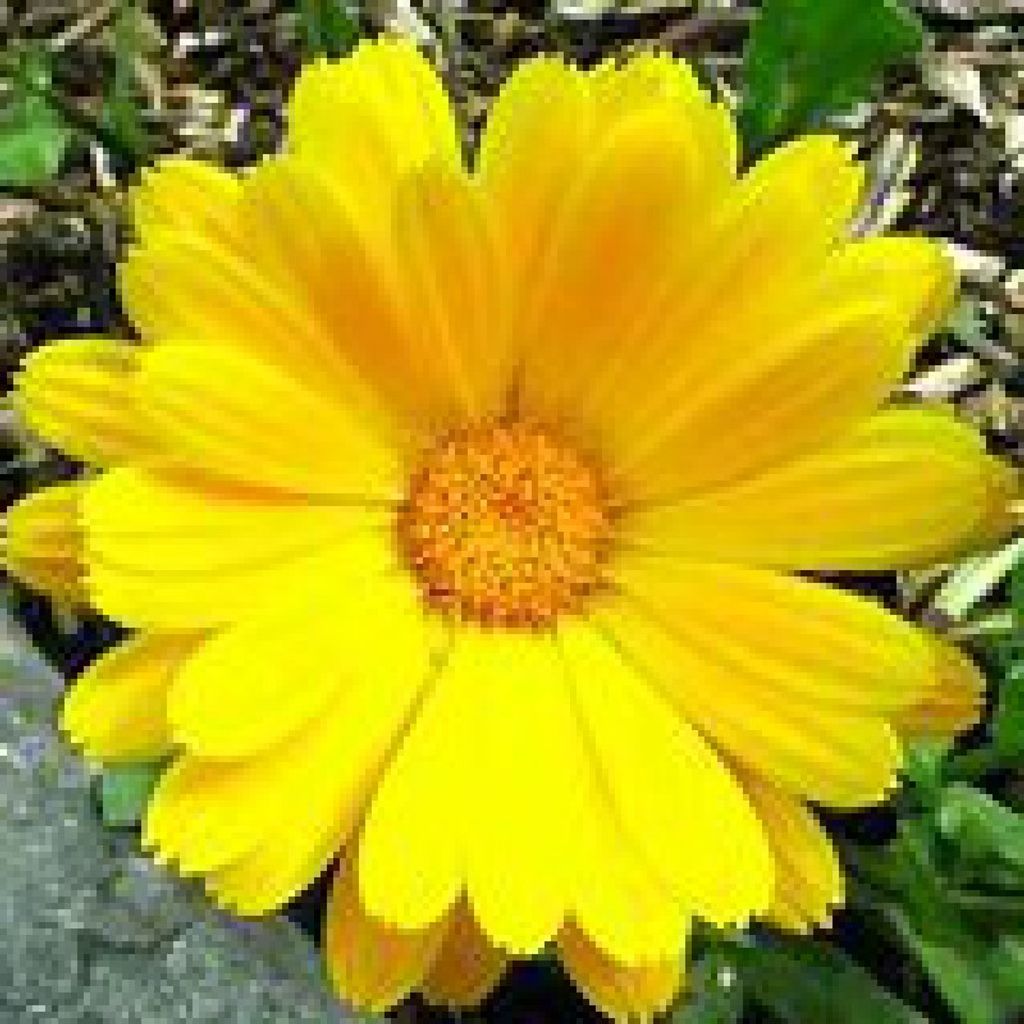 Trudy Hess Profile Photo