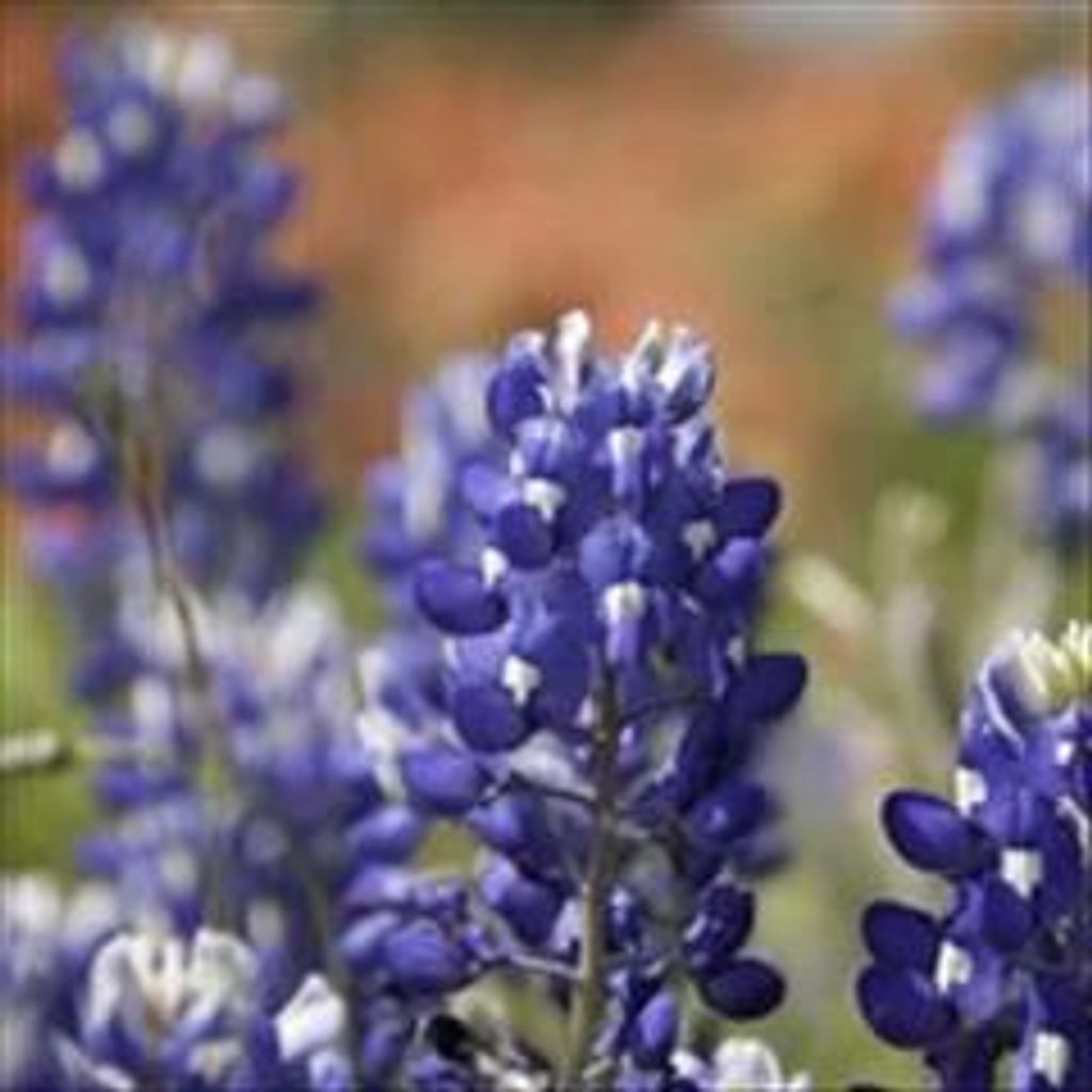 Mildred "Millie" O'Dell Profile Photo