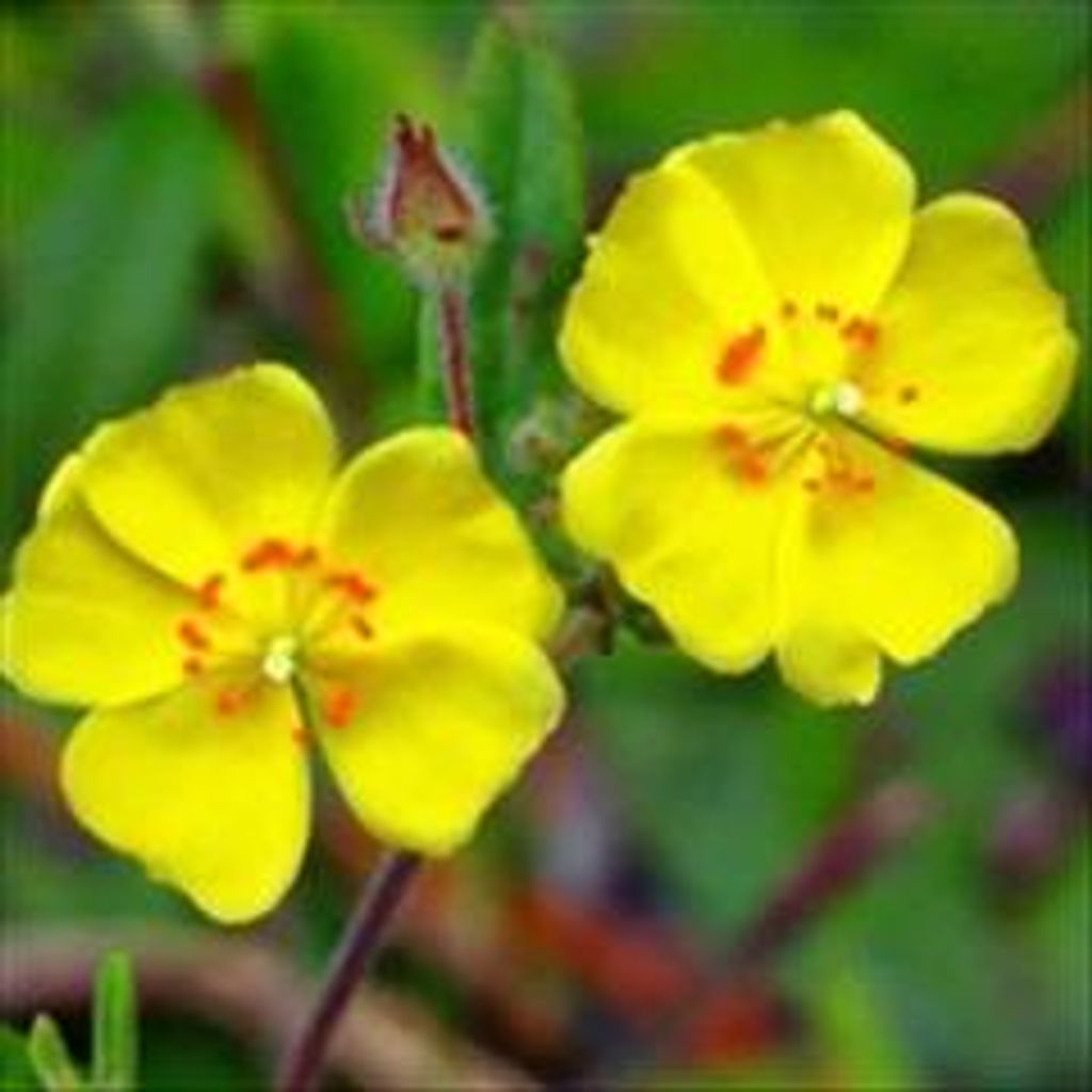 Blanche H. Snyder Profile Photo