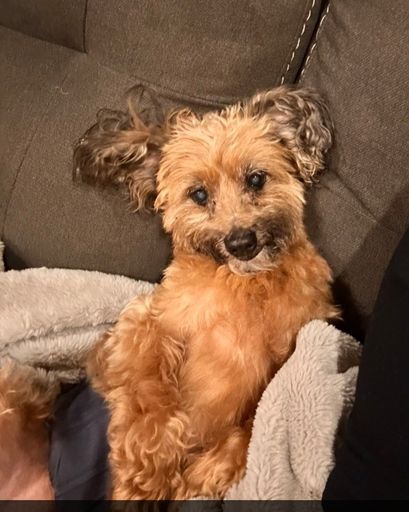 Scamper Freeman's obituary image