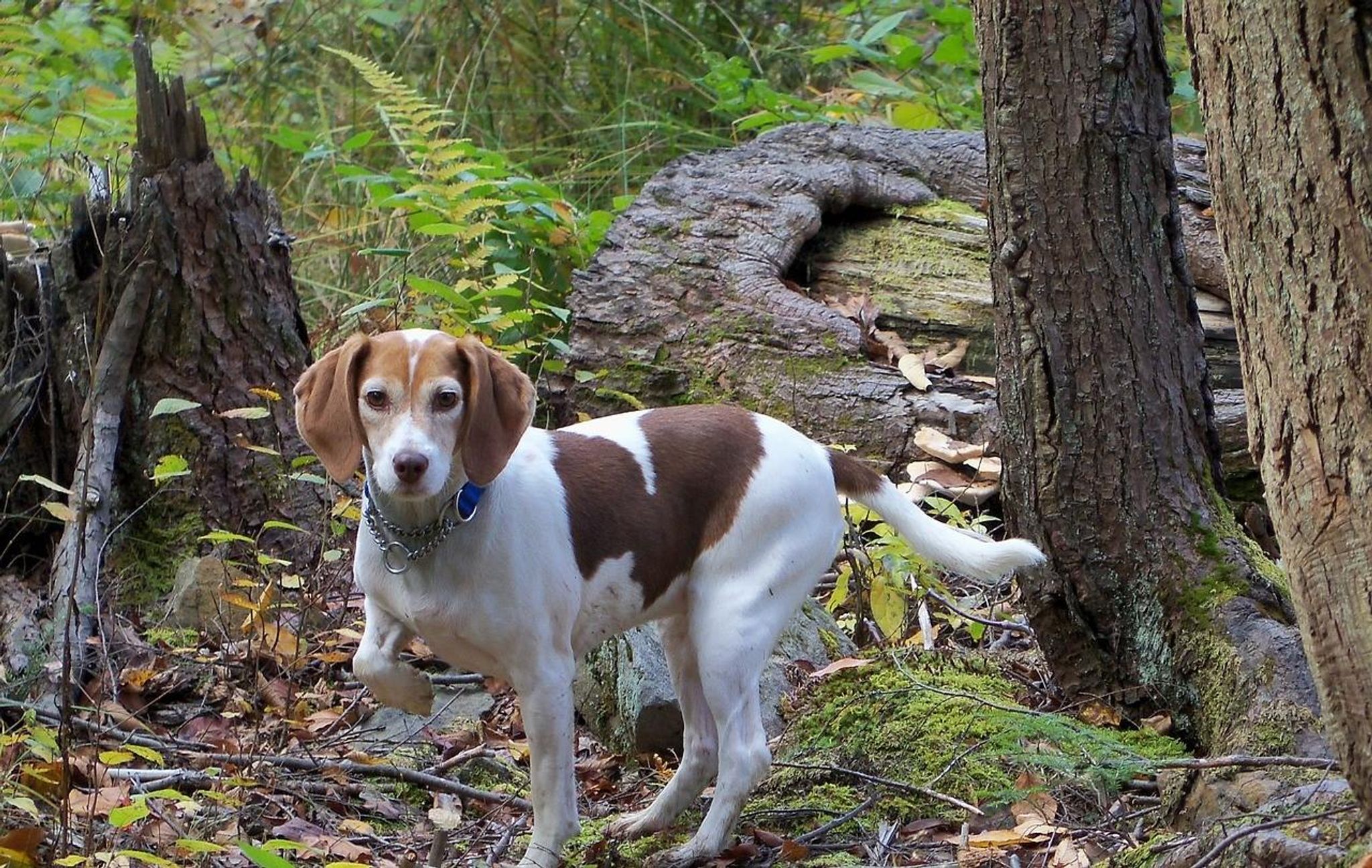 Cover for Gerald Joe Bachelder's Obituary