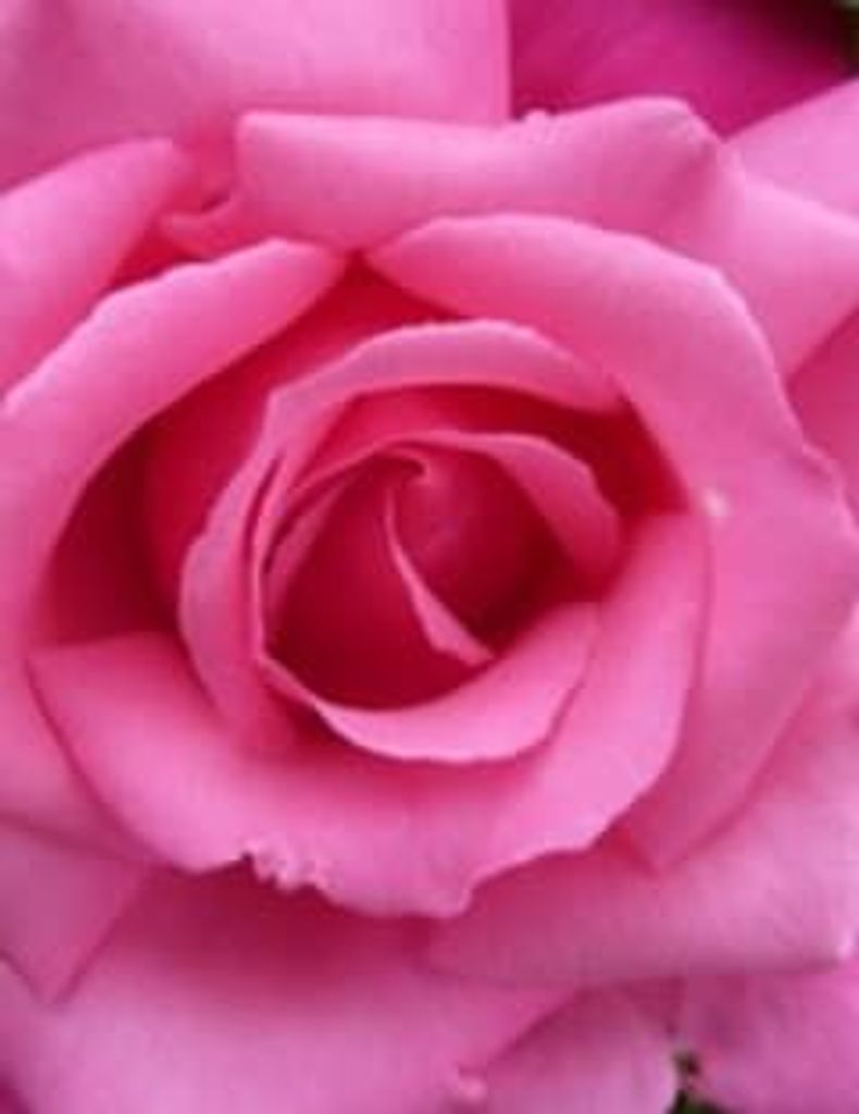 Annette Moon Holley Profile Photo