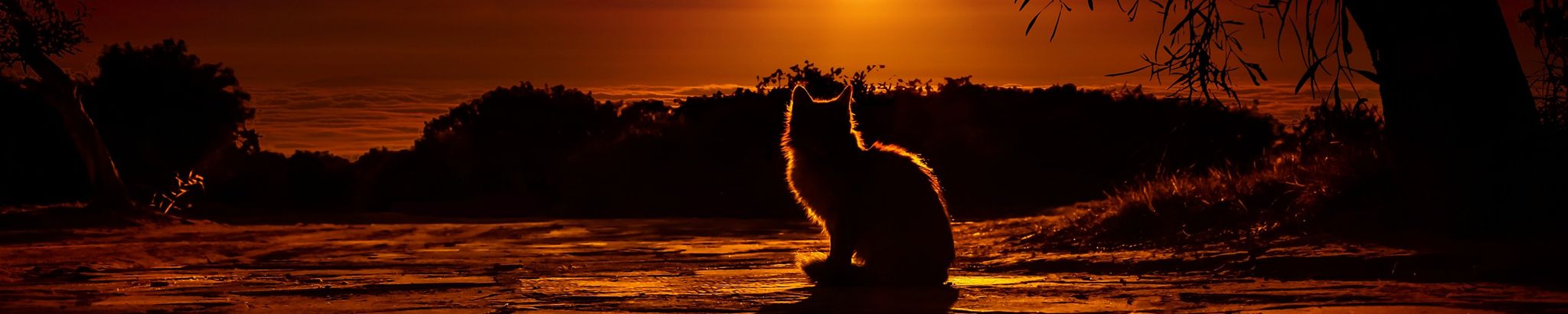 Cover for Alister Jackson's Obituary