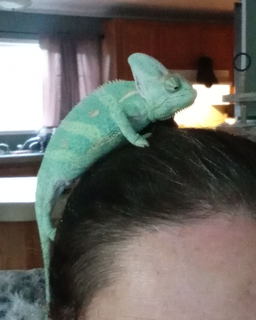 Noodle