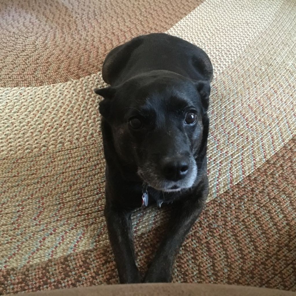 Diesel "Boss Man" Profile Photo