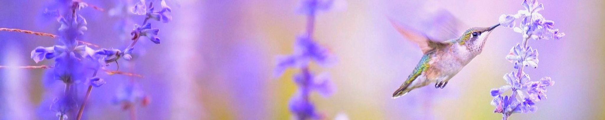 Cover photo for Anna P. Ford's Obituary