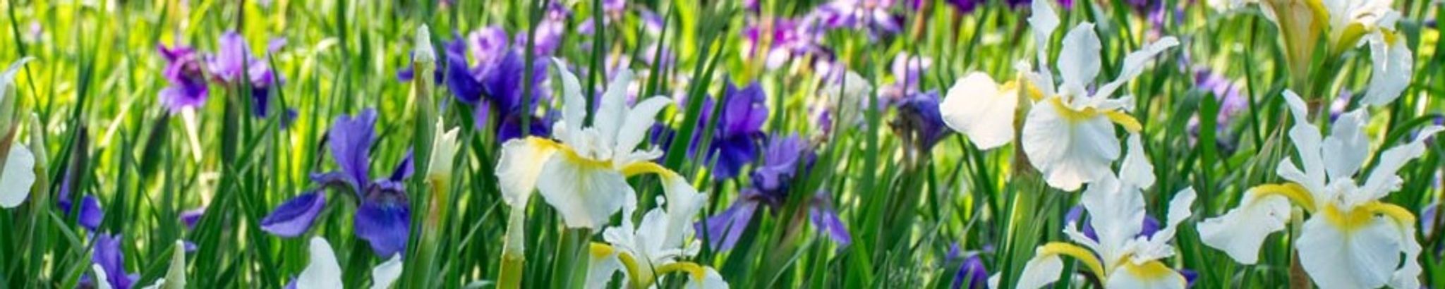 Cover for Joyce M Albert's Obituary