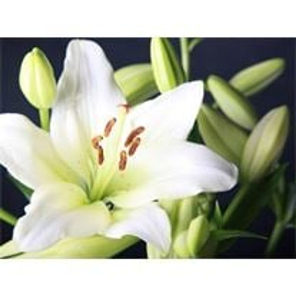 Phyllis Ann Weaver