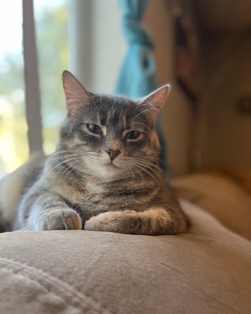 JoJo Profile Photo