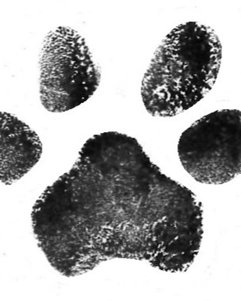 Gracie Giovannini Profile Photo