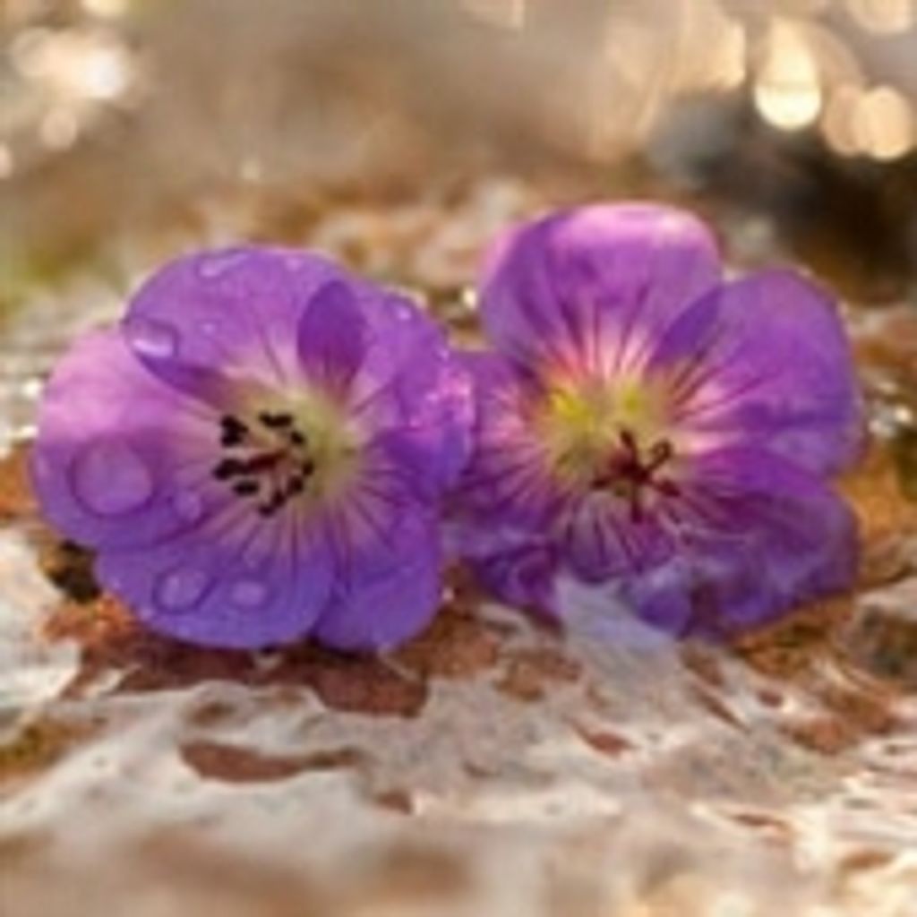 Juanita Belle Waters