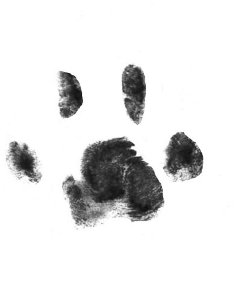 Chewy Carrick Profile Photo