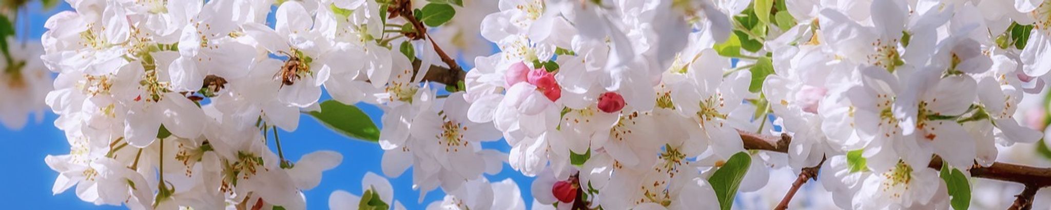 Cover for Dai Waters Wilson's Obituary