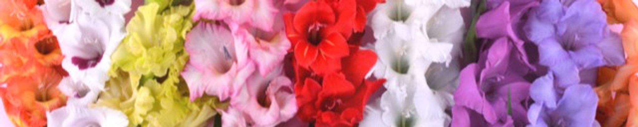 Cover photo for Mariana A Vega's Obituary
