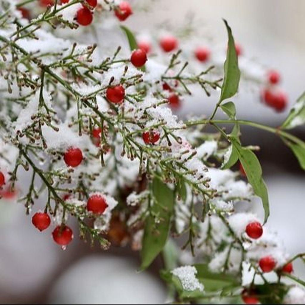 Loretta Jean Seibert Profile Photo