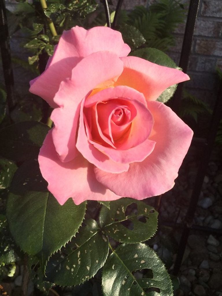 Patricia Andrews Bohannon