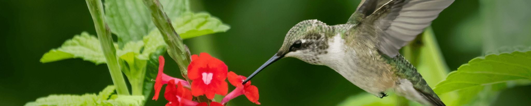 Cover for Emily L. Jackson's Obituary