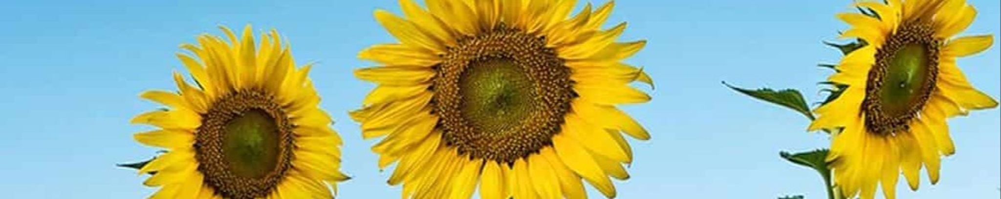 Cover photo for Linda L. Riffe's Obituary