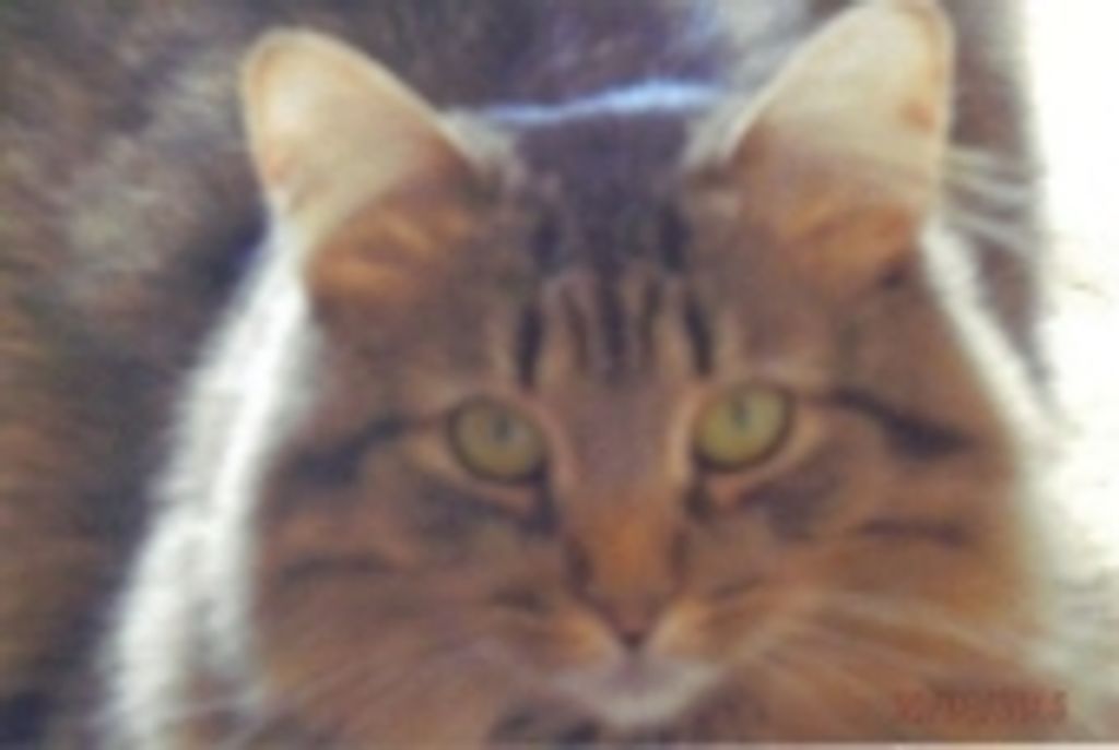 Princess Squealie Wood Profile Photo