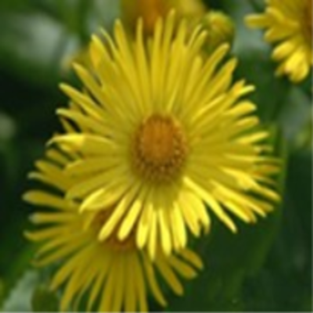 Frances Capos Profile Photo