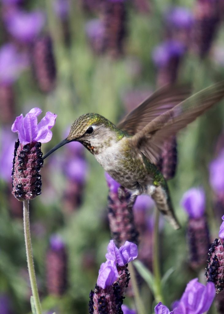 Dr. Martha Ann Griswold