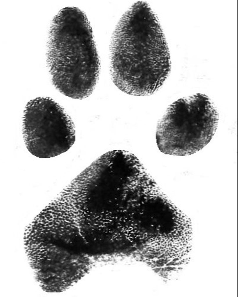 Rudy Burke Profile Photo