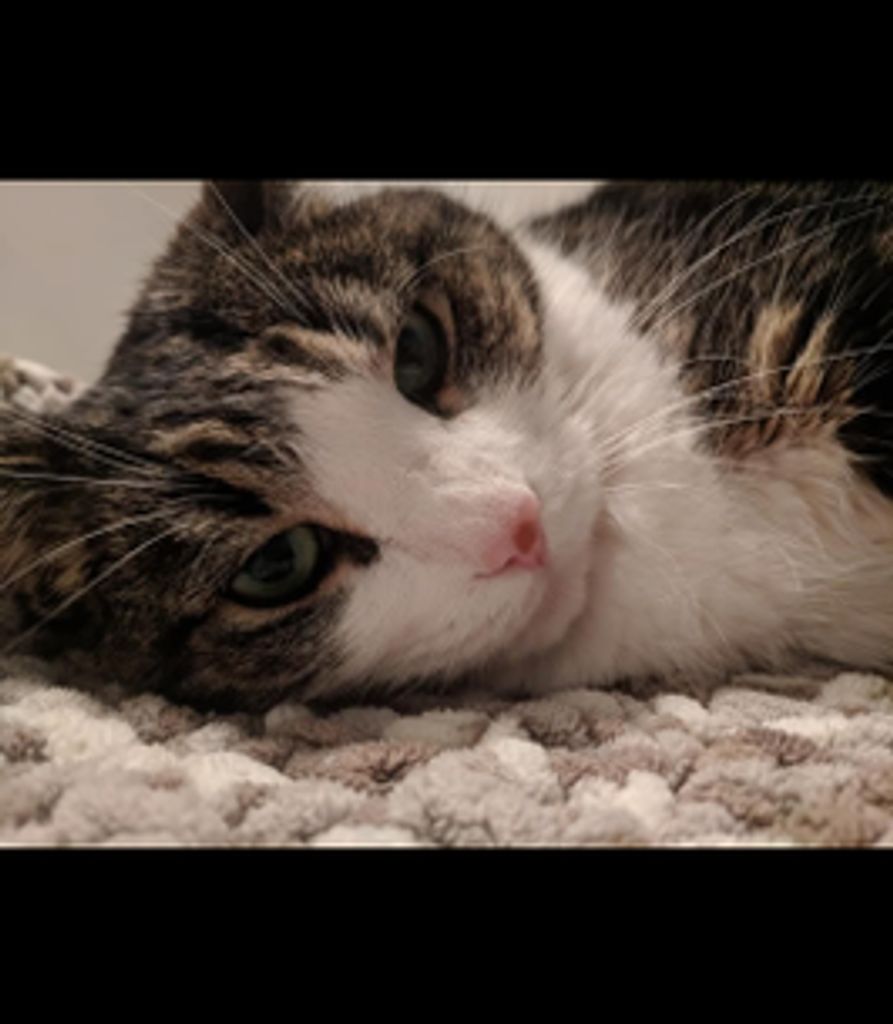 Salami  Ferguson Profile Photo