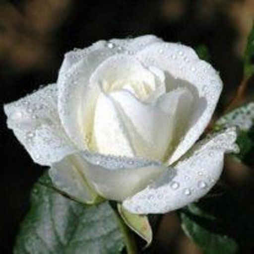Evelyn A. Viets Profile Photo