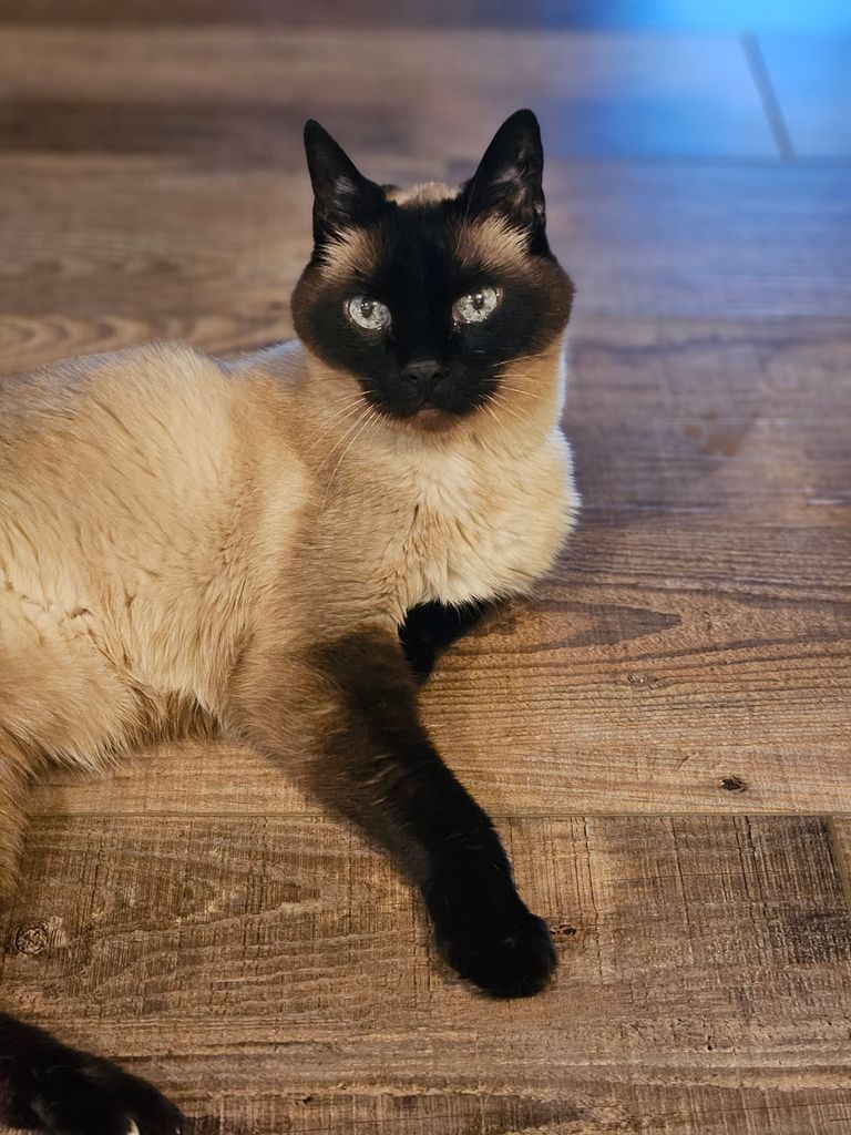 Sushi Profile Photo