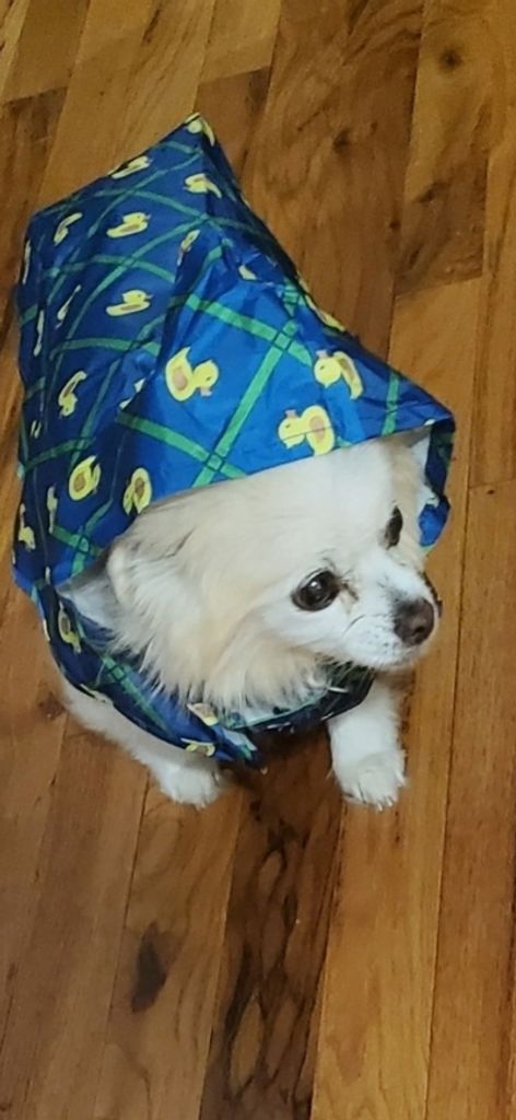 Diva Woods Profile Photo