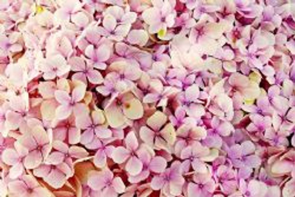 Willie Bee Riley Profile Photo