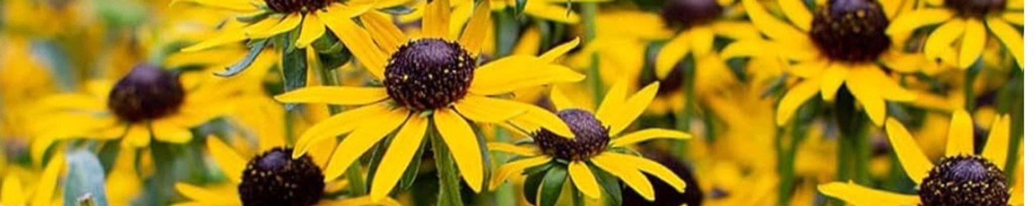 Cover photo for Susan Marie Strasser's Obituary
