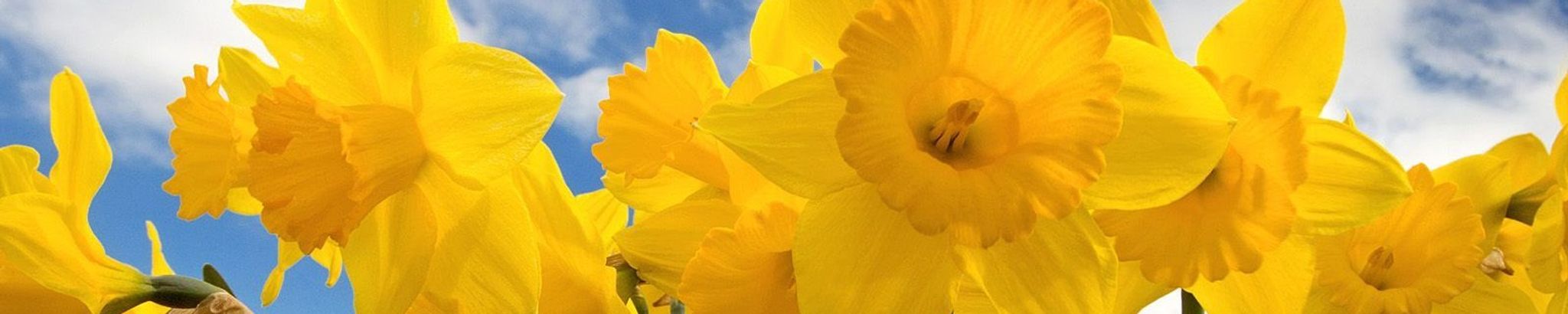 Cover for Doris L. Gover's Obituary