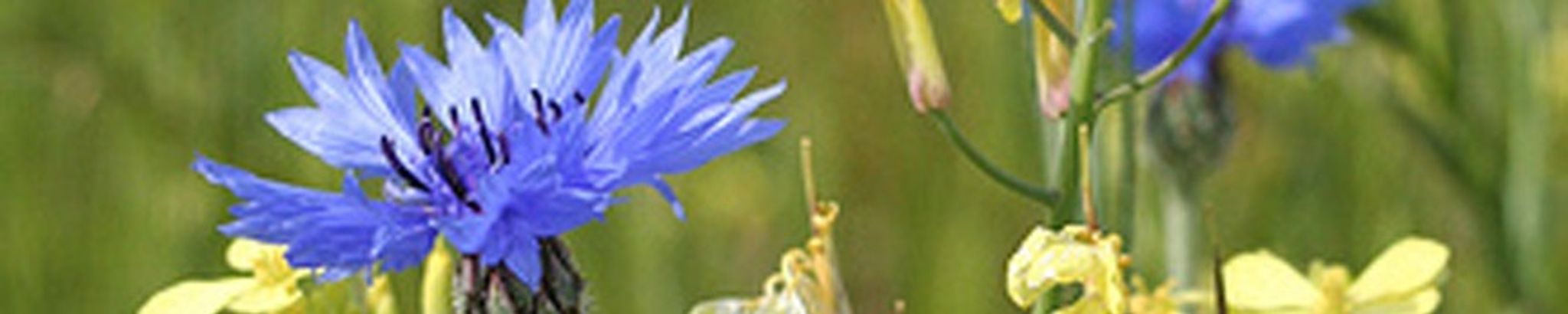 Cover for Betty Jo Weeks Curry's Obituary