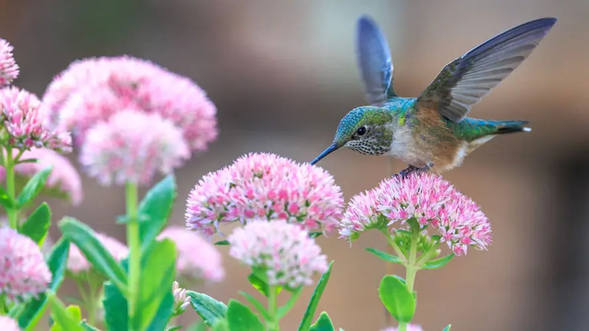 Cover for Dorothy Howard's Obituary