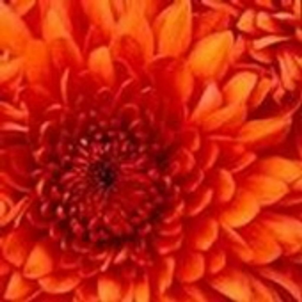 E. Avis Gorsline Profile Photo