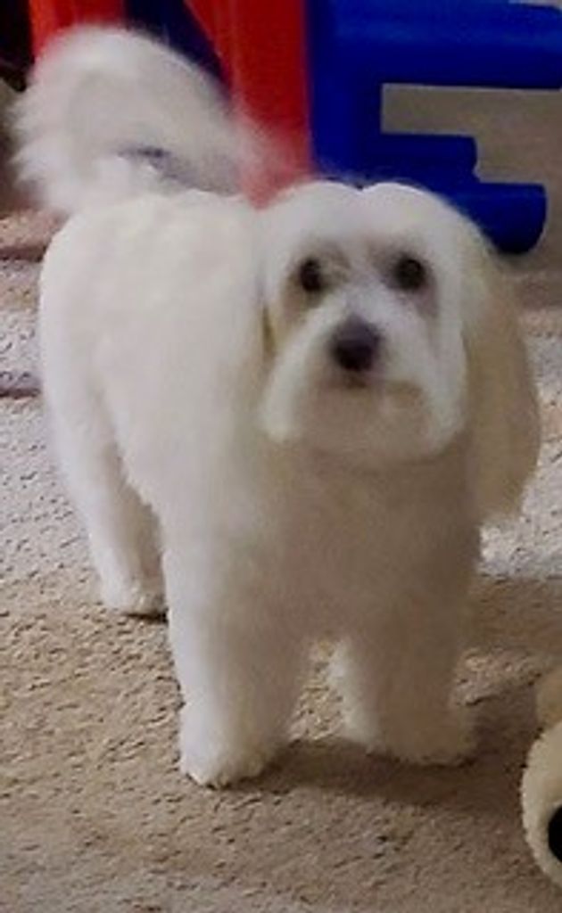 Ozzie Head
