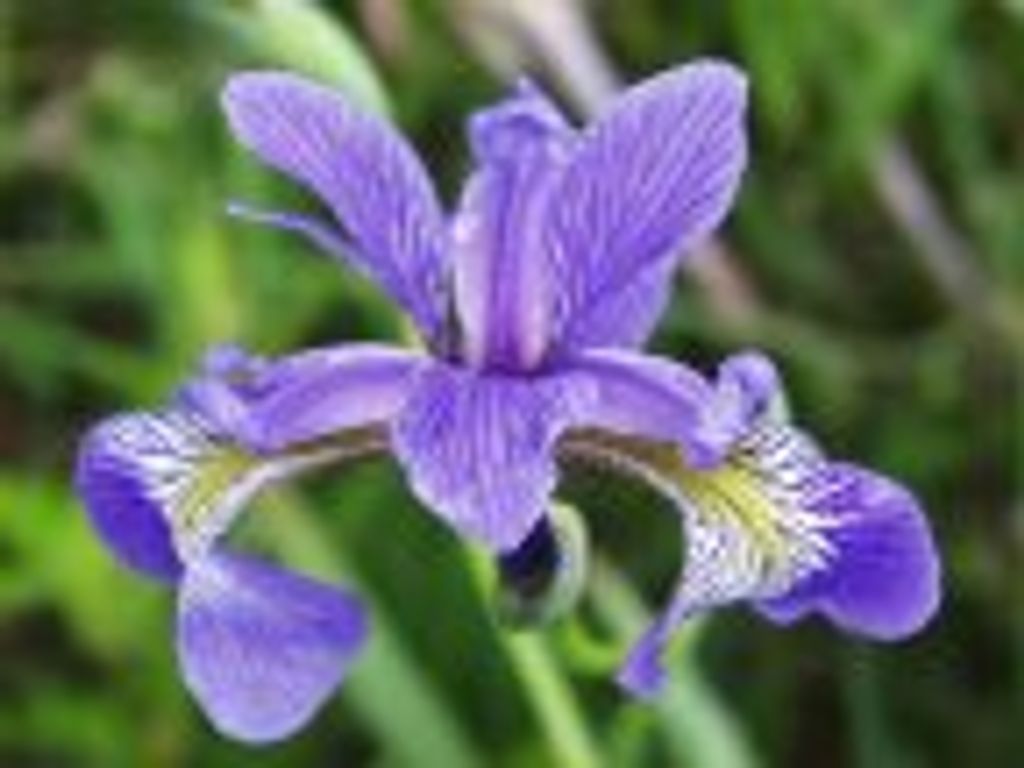 Frances Marie Adams Profile Photo