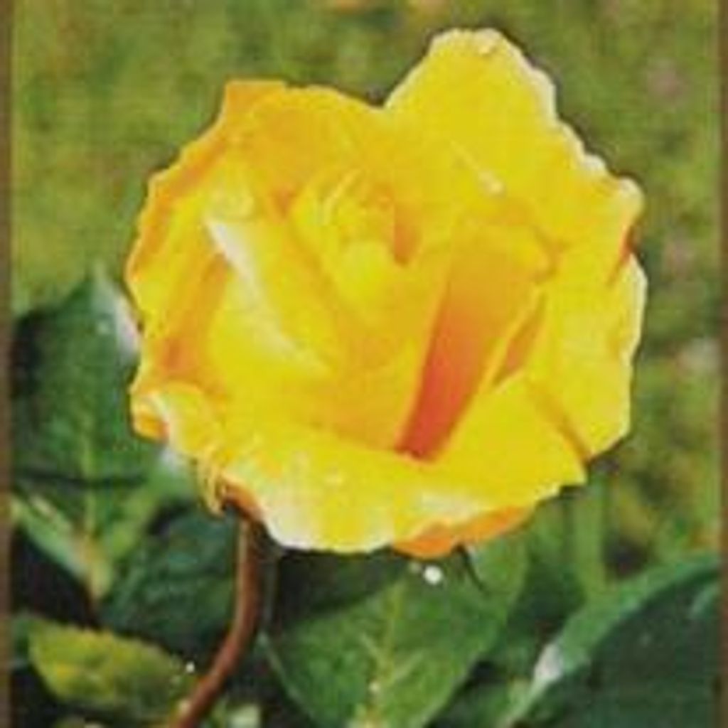 Rose Caggiano Profile Photo