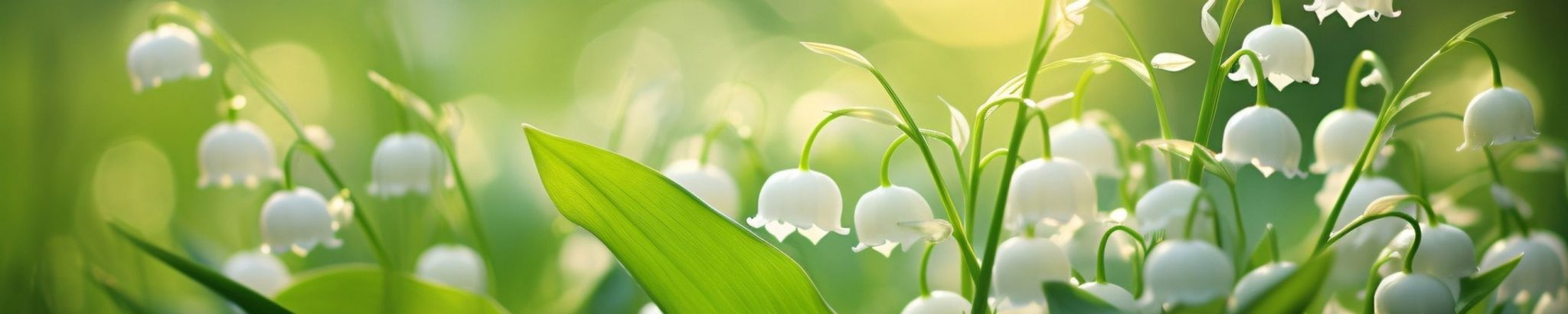 Cover photo for Marilyn Constance Wurthman Jasulaitis's Obituary