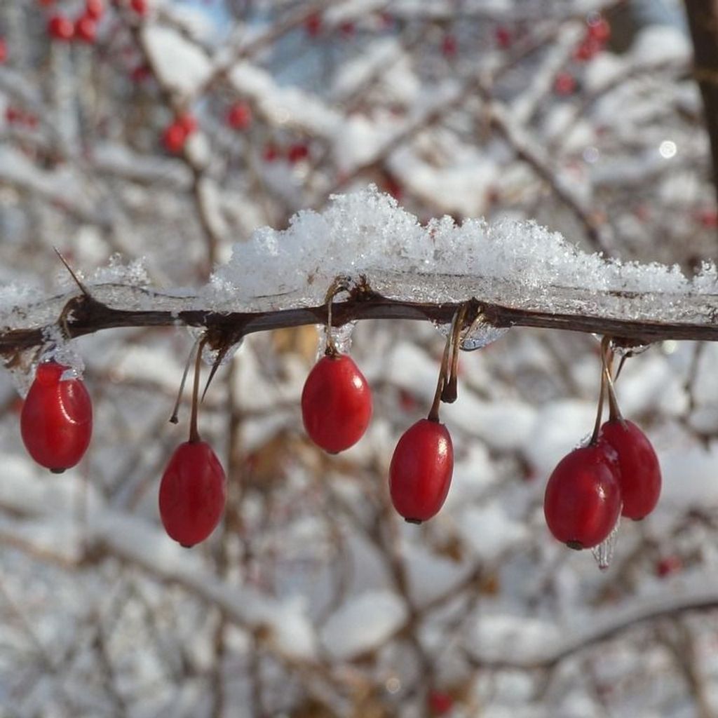 Sharon Weaver Profile Photo