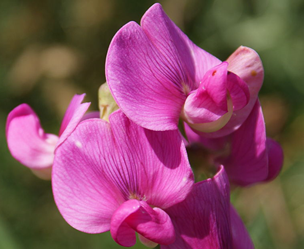 Marion "Sweet Pea" Wilhite