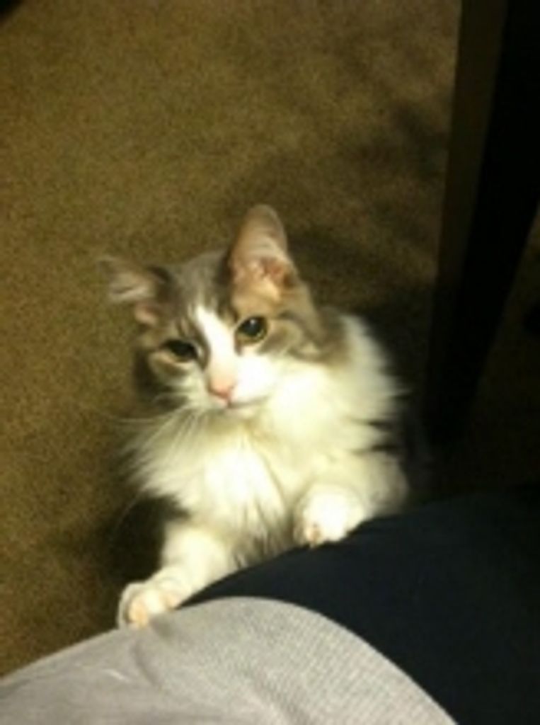 Japetto Skinner Profile Photo