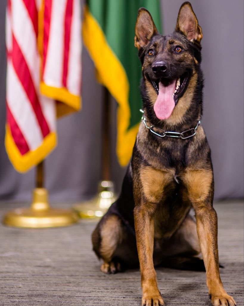 K9 Laika Profile Photo