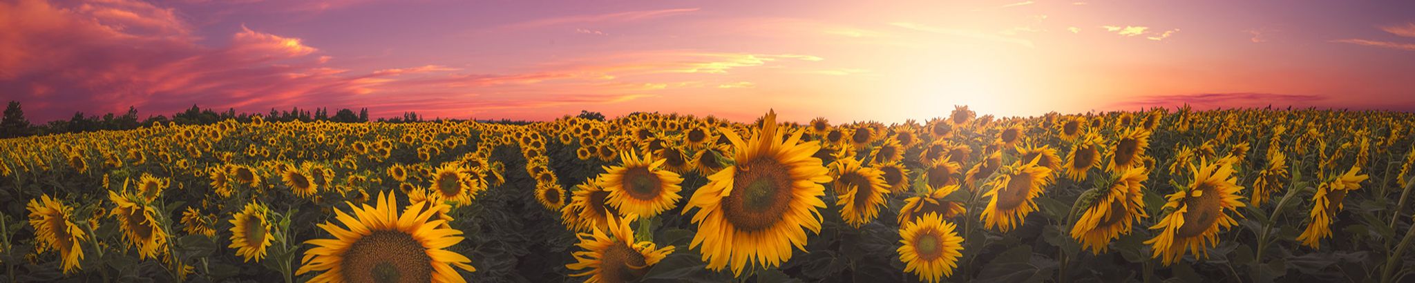 Cover photo for Karen Kramer's Obituary
