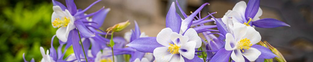 Cover photo for Leona Marie Loveless's Obituary