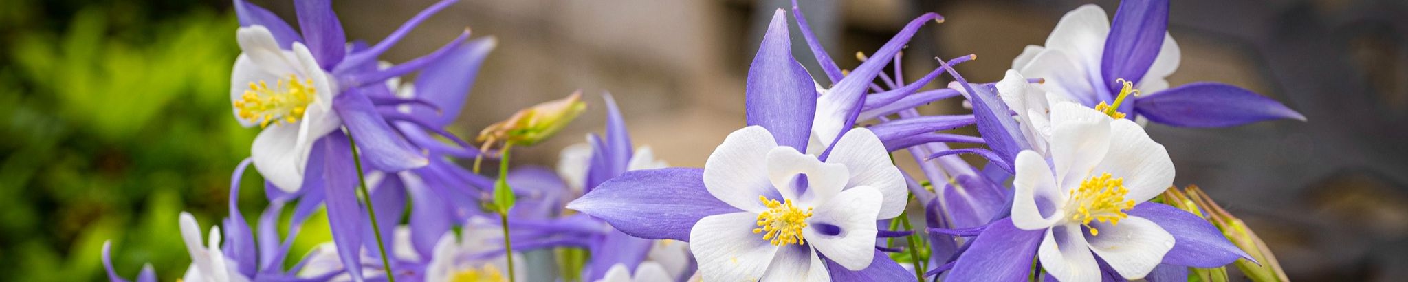 Cover for Leona Marie Loveless's Obituary