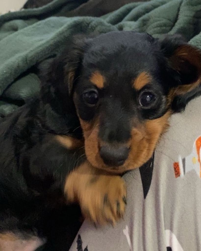 Mr. Weenie Wallace