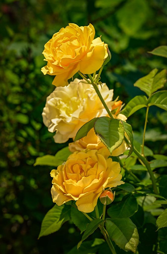 Janet White