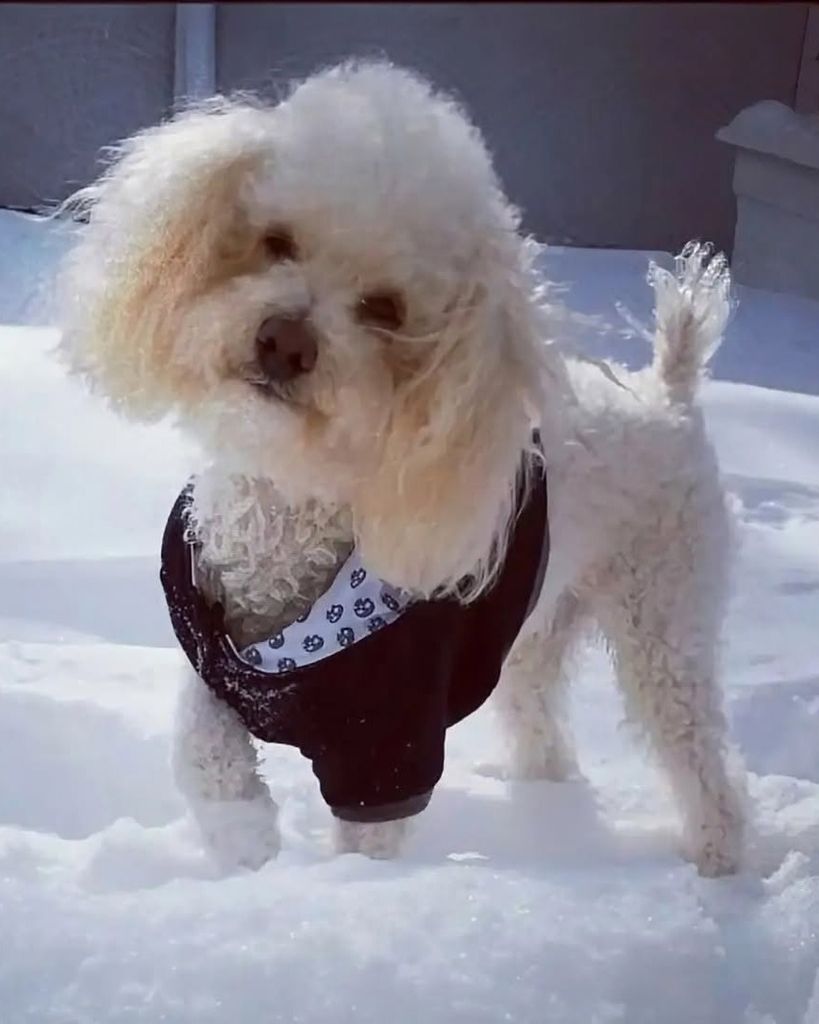 Lucky Snow Profile Photo